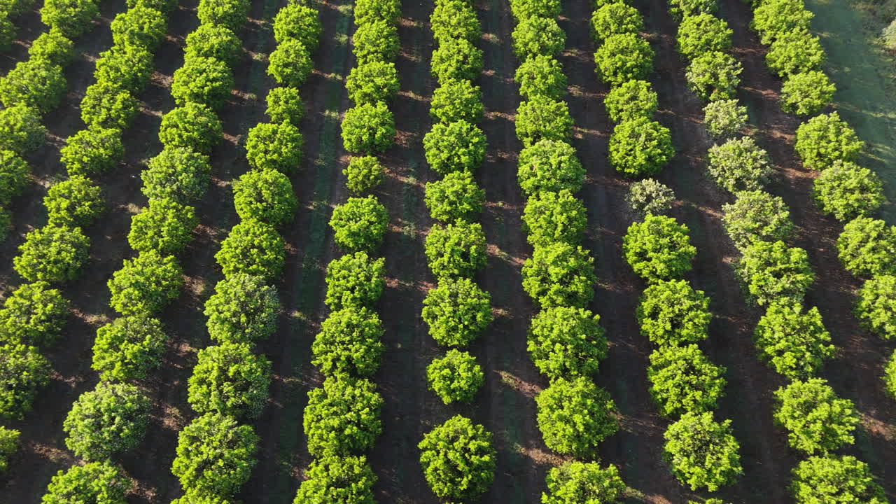 Aerial View of a Lush Orange Grove