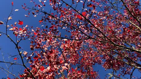 Rote-Und-Rosa-Herbstblätter-Im-Baum-Mit-Herrlich-Blauem-Himmel-–-Ansicht-Von-Unten