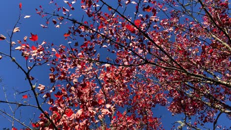 Red and Pink autumn leaves in the tree with amazing blue sky - bottom up view
