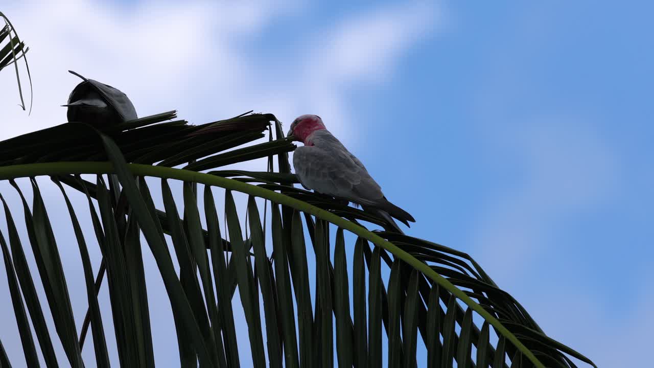 두 마리의 비둘기가 나무 잎을 흔들고 있습니다.