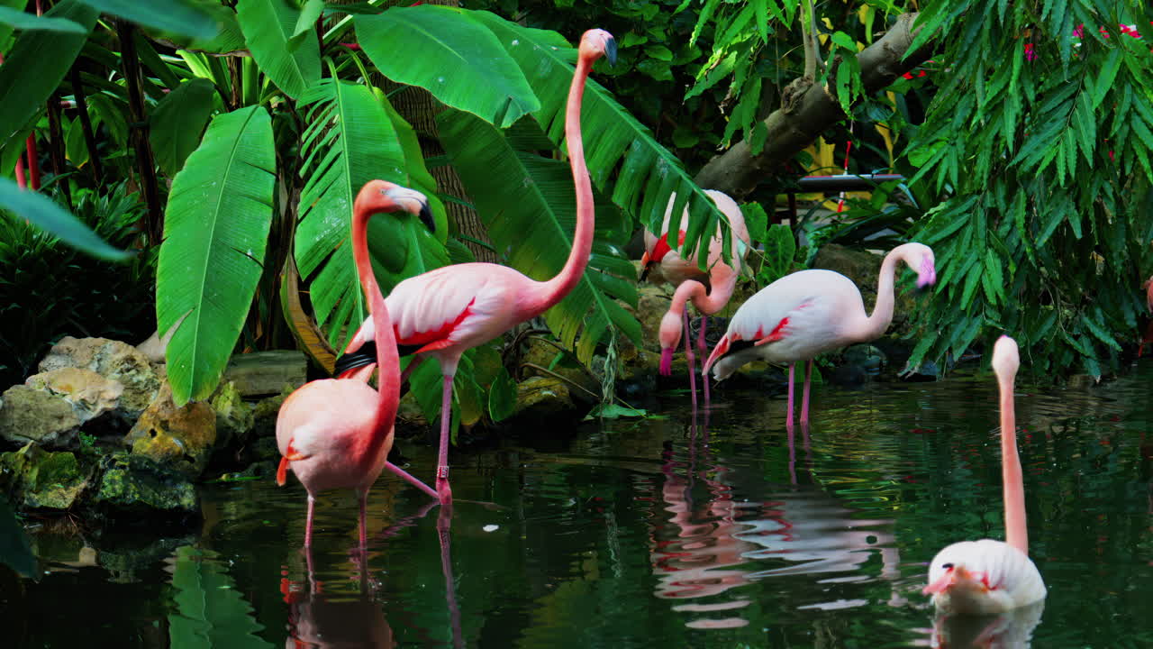 Close up of beautiful, pink flamingos standing in water at a zoo