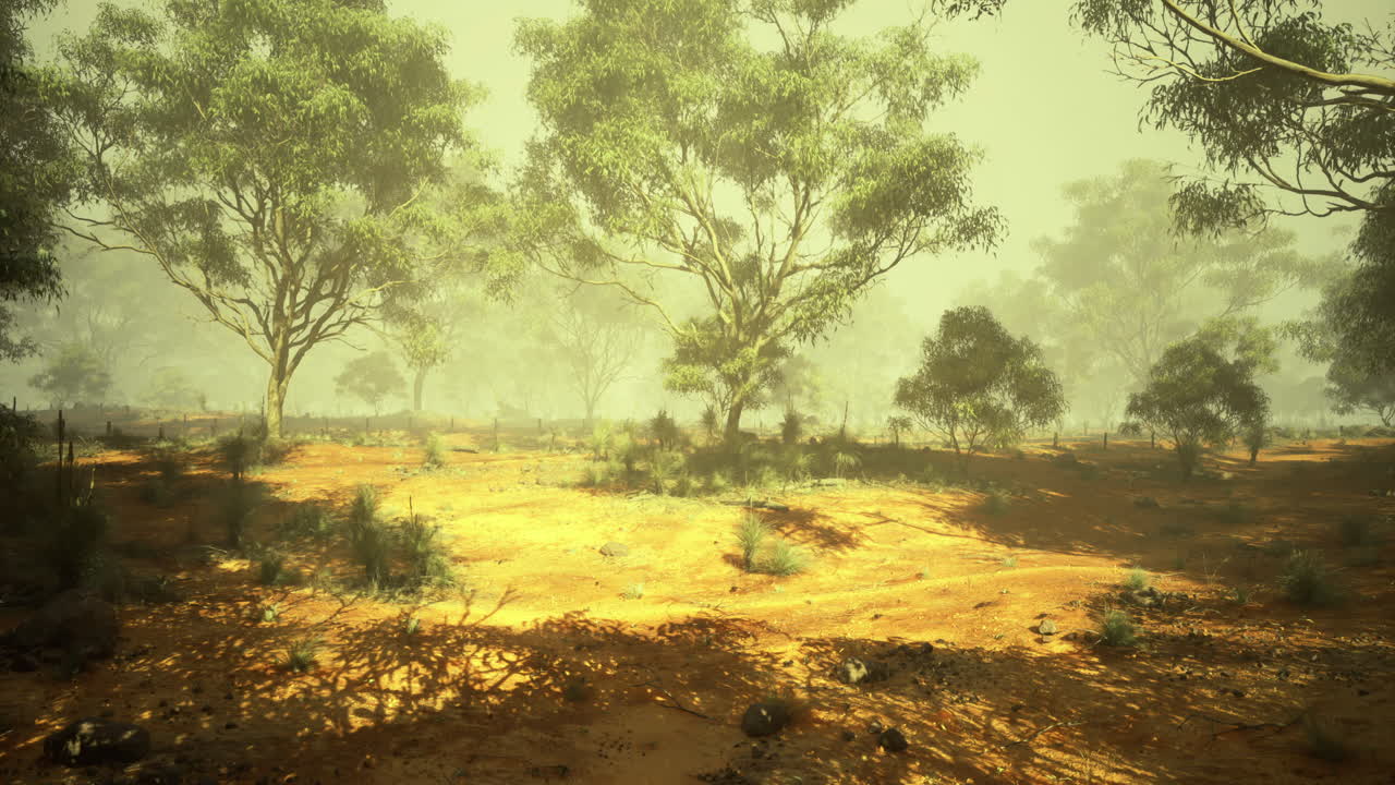 Misty morning in an australian bushland with trees and earthy tones