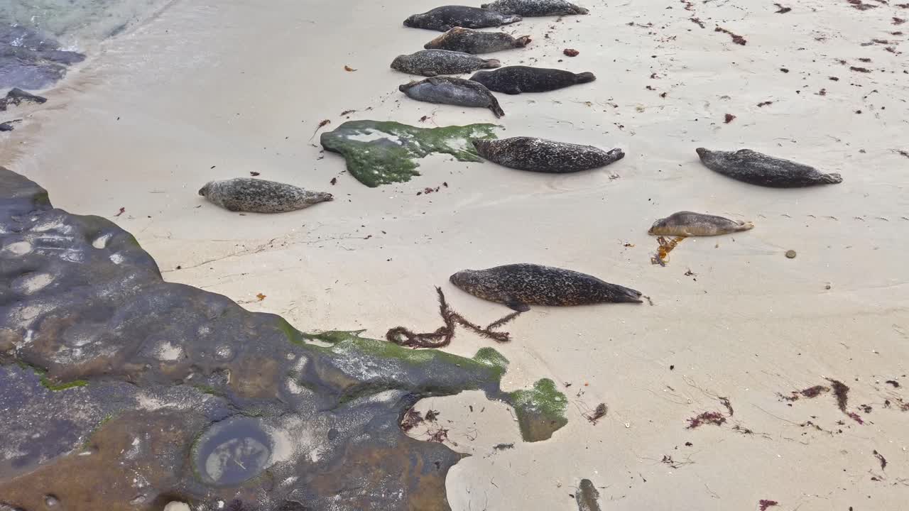 Crowd of harbor seals sleeping on the beach
