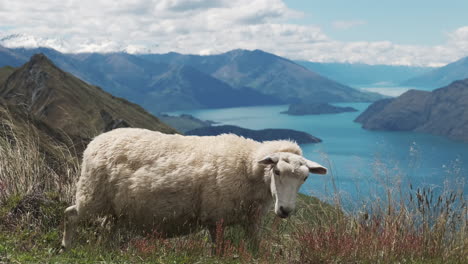 sheep grazing in epic beautiful new zealand landscape