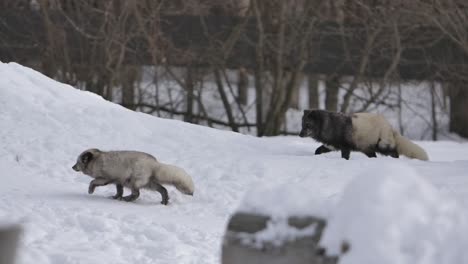 arctic foxes climb winter hill trail slomo