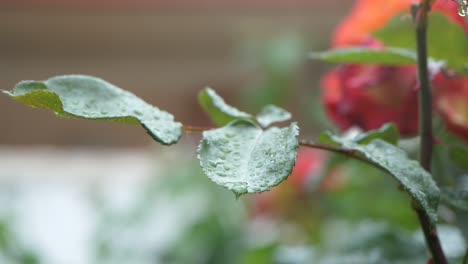 close-up of dewy rose leaves