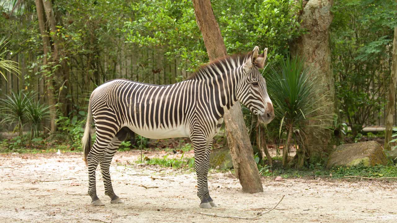 A Grevy's zebra stands still before slowly walking across a sandy enclosure in daylight