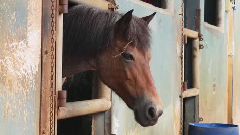 horse in a stable