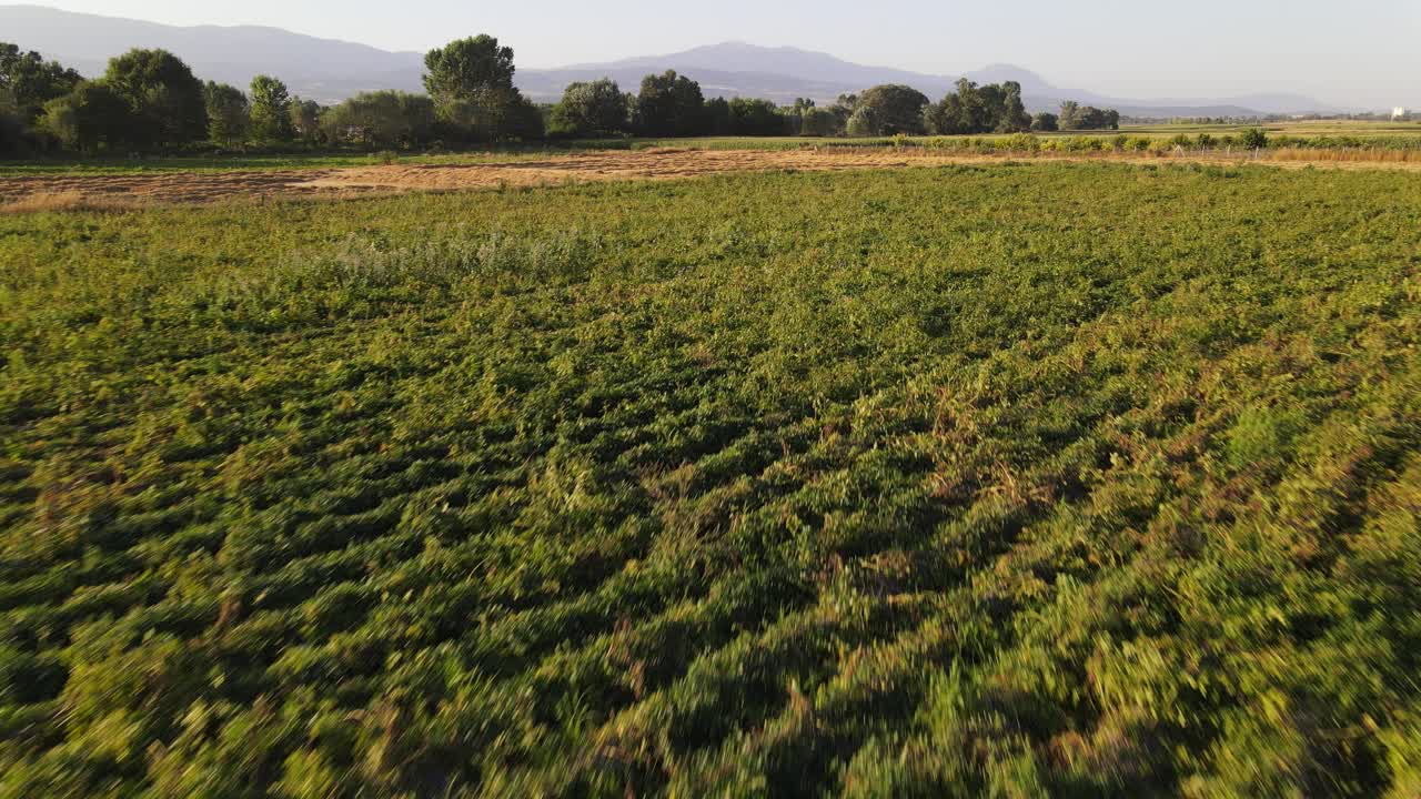 vista aérea de drones de plantas rurales
