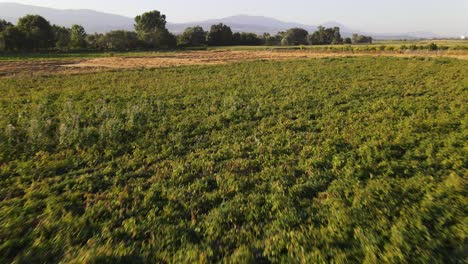 vista aérea de drones de plantas rurales