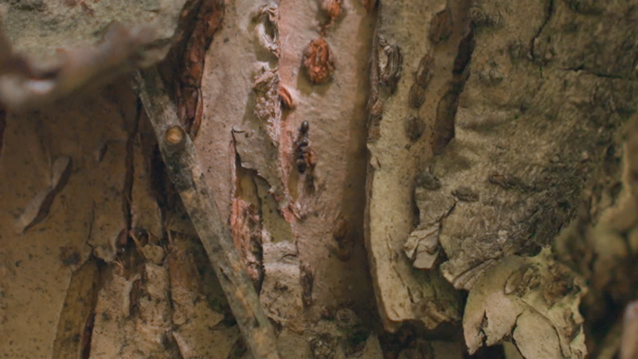 close up thick bark surface with scratch patterns and three ants colliding while crawling in opposite directions along ridges and crevice under forest canopy, illuminating dynamic insect interaction