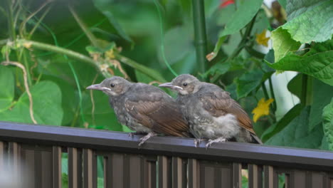 a couple of brown-eared bulbul perching on a fence - close up