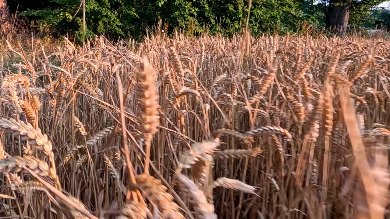 Golden wheat stalks sway gently under the warm sunlight, surrounded by lush greenery.