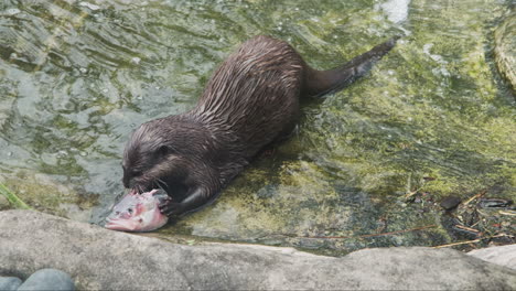 a sleek river otter devours the head of a fish in the shallows