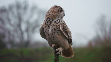 el búho águila posado en una rama