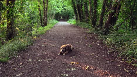 dog on a forest path catching a ball and running towards camera