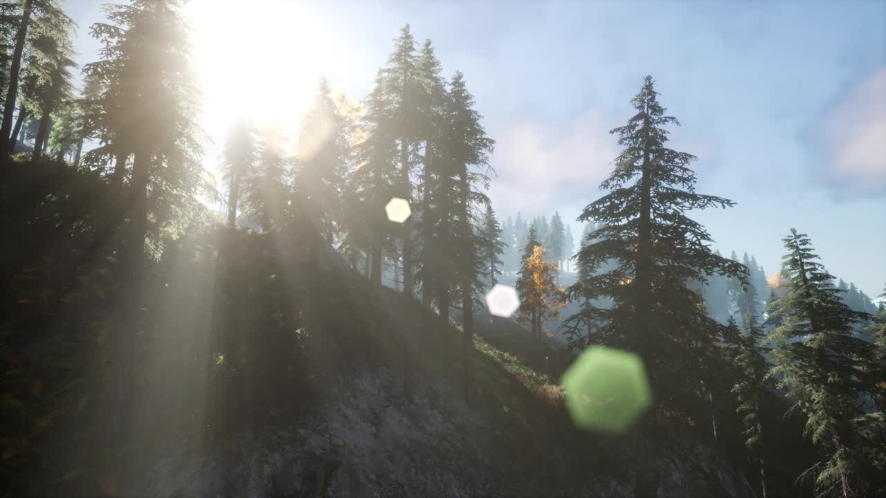 산악 숲 의 소나무 를 통해 빛나는 태양