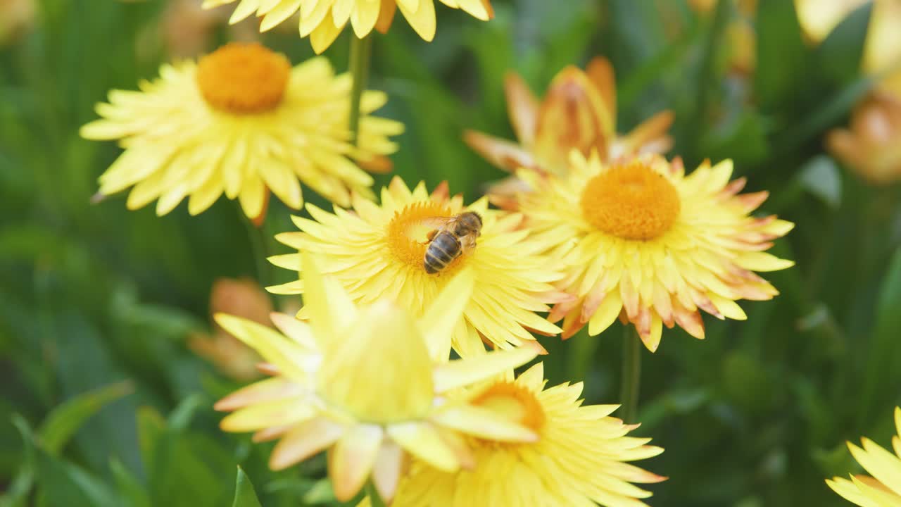 A honeybee actively gathers pollen from vibrant yellow daisy flowers in a lush garden, captured in natural daylight with smooth camera movement and shallow depth of field