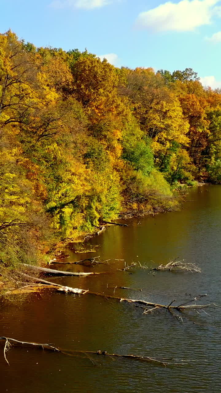 Bank of the narrow river overgrown with colorful trees. Drone footage of diverse in color autumn woods. Sunny day backdrop. Vertical video