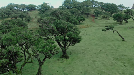 Green Forest Landscape with Windswept Trees