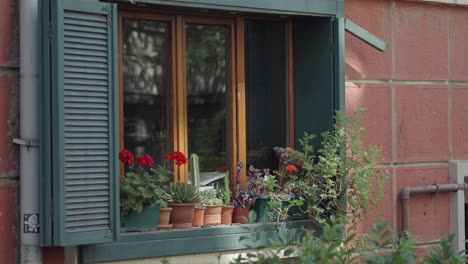 window with plants