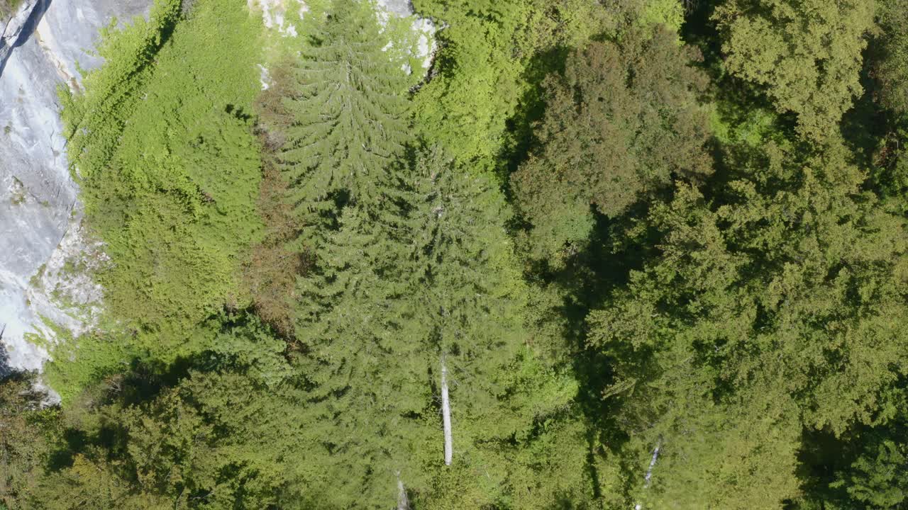 vista superior aérea de árboles verdes de verano en un bosque en eslovenia
