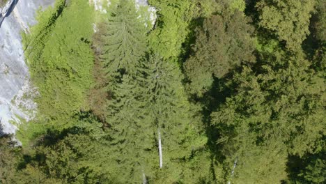 Vista-Superior-Aérea-De-árboles-Verdes-De-Verano-En-Un-Bosque-En-Eslovenia