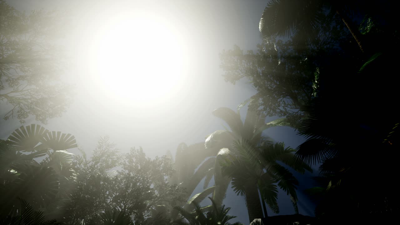 ⁇ 나무 를 가로지르는 해 가 지는 광선