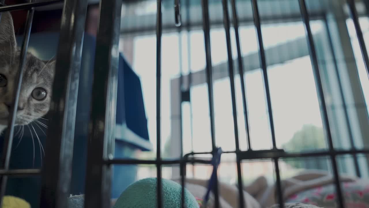 Adorable kitten waiting to be adopted.