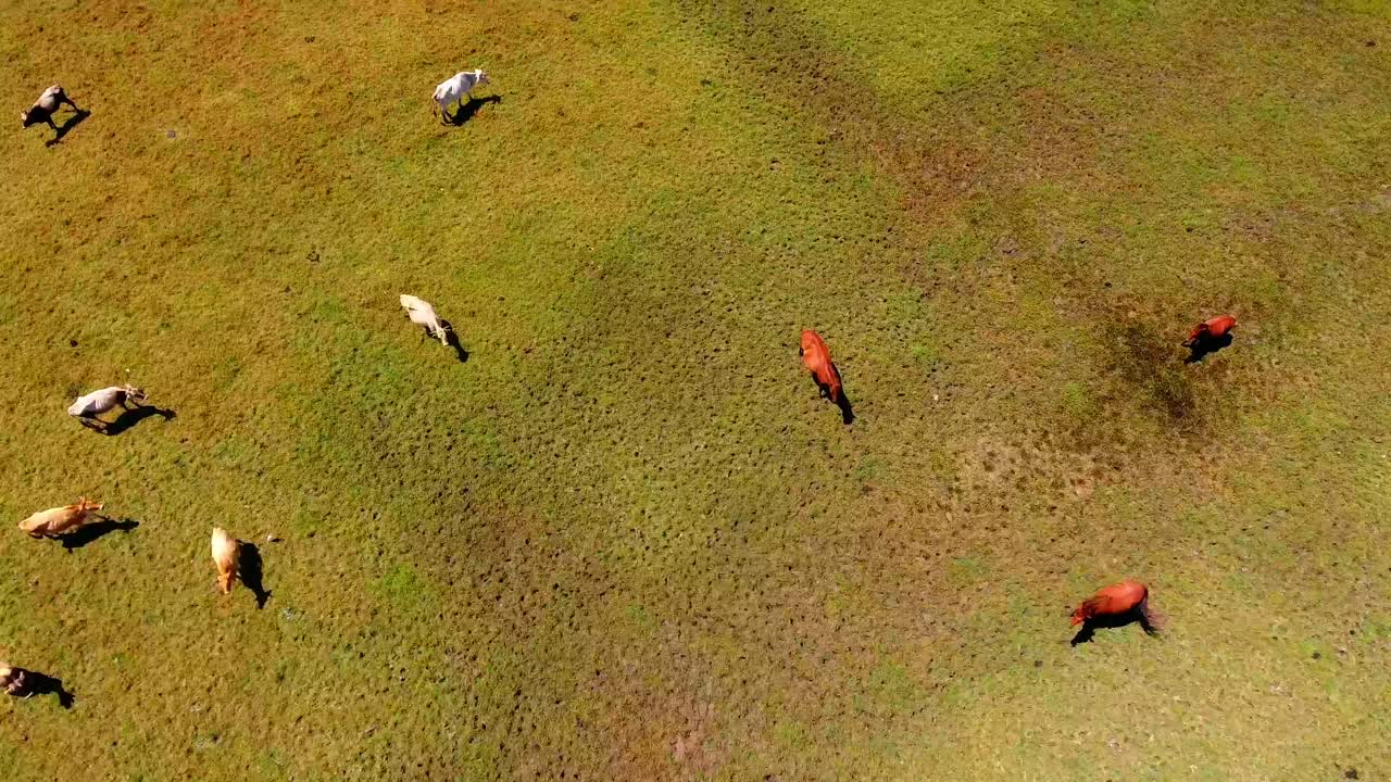 통가 목장에서 풀을 먹는 소와 말