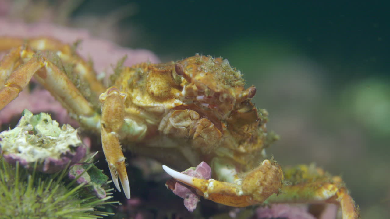 디코레이터 크래브가 차가운 물 속에서 바위와 함께 놀고 있습니다.