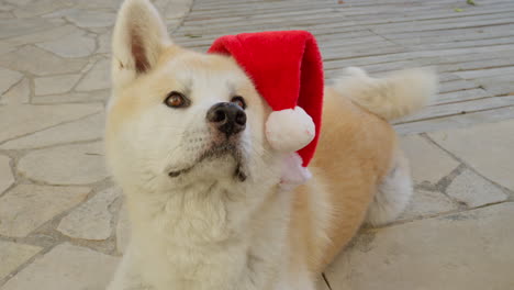 akita inu dog, funny expressions as he charmingly asks for christmas gifts, creating a delightful and entertaining scene