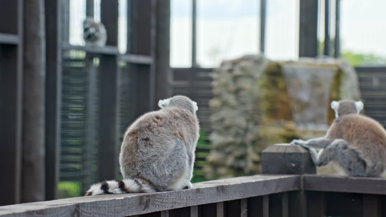 Three Ring-tailed lemurs (Lemur catta) rest quietly on a wooden railing near a rock waterfall inside a zoo enclosure with slatted wooden walls and soft natural light, real time, static camera shot