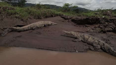 Two-Crocodiles-Resting-On-Muddy-Riverbank-Costa-Rica-Wildlife