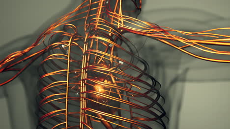 animación médicamente precisa del corazón con venas y arterias