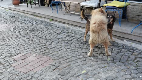 two dogs on a cobblestone street