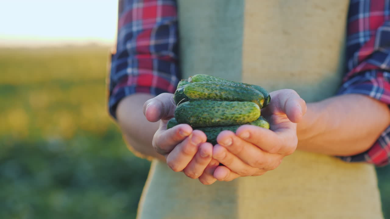 농부의 손은 밭에서 방금 모은 신선한 오이 몇 개를 들고 있다