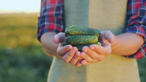 Die-Hände-Des-Bauern-Halten-Mehrere-Frische-Gurken,-Die-Gerade-Auf-Dem-Feld-Gesammelt-Wurden