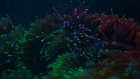 underwater coral reef with sea anemones