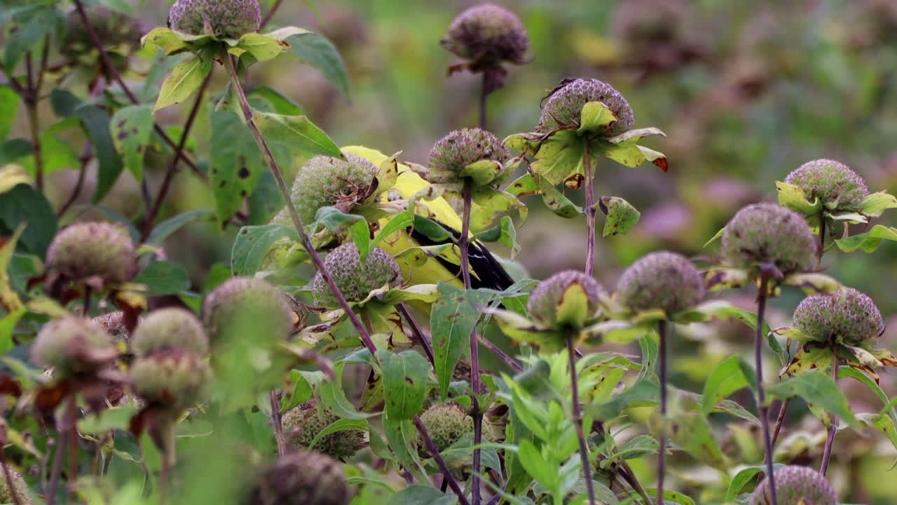 un jilguero comiendo semillas de flores en un campo de flores silvestres