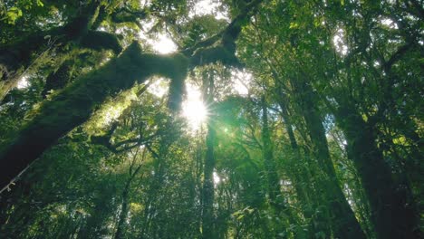 Dolly-Aufnahme-In-Einem-Grünen-Wald-An-Einem-Sonnigen-Tag