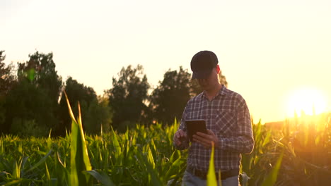 Linseneffekt:-Landwirt-Verwendet-Digitalen-Tablet-Computer-Auf-Dem-Feld-Für-Sojabohnenanbau,-Anwendung-Moderner-Technologie-Im-Landwirtschaftlichen-Anbau