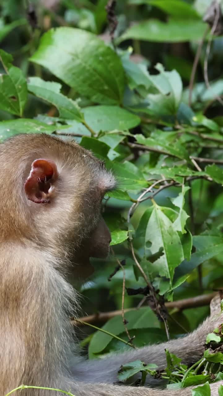 un mono interactúa con la vegetación exuberante, posiblemente comiendo.