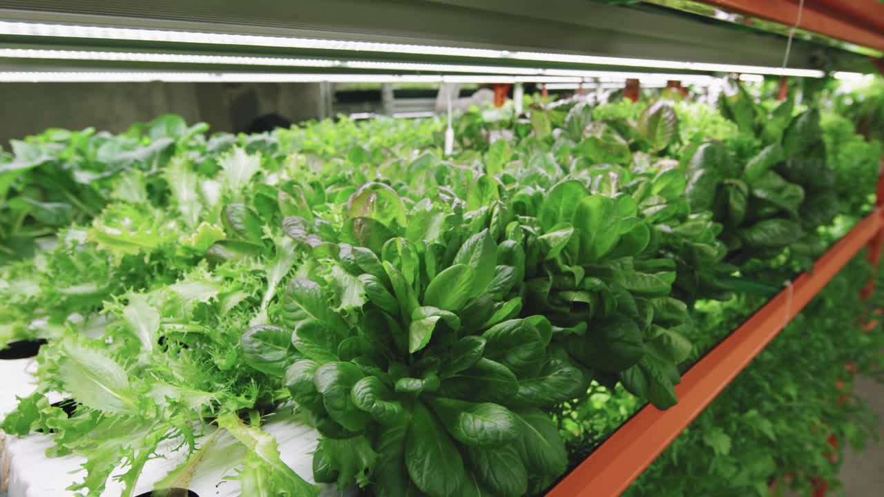 Spinach Seedlings Growing In Vertical Farm