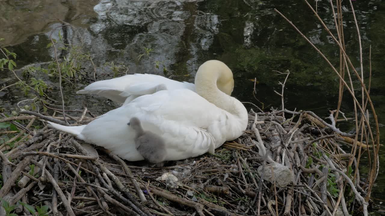 White mother swan sitting in reeds nesting with young cygnet bird next to lake