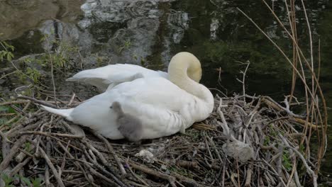 cisne madre blanca sentada en juncos anidando con pájaro joven cygnet junto al lago