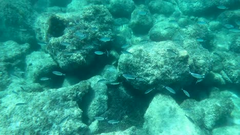 Fishes-under-the-sea-in-the-Balearic-Islands