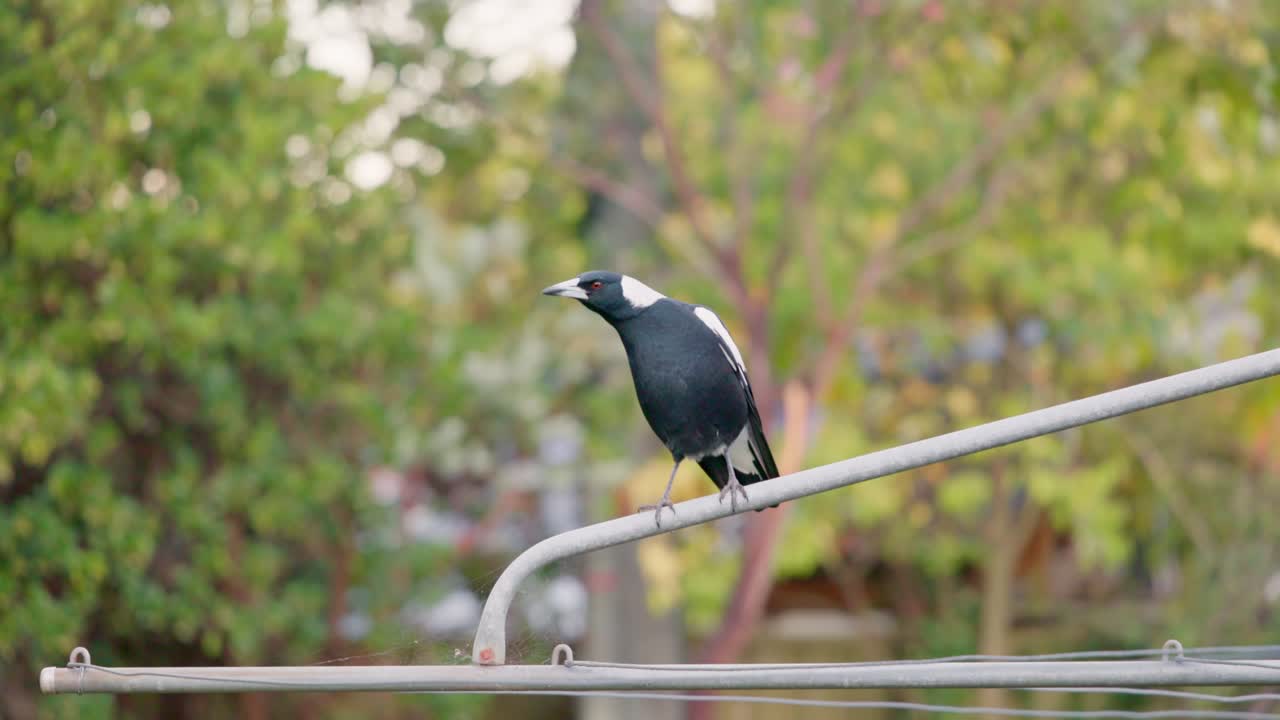A native Australian magpie calls out in slow motion, its song echoing through the calm Canberra afternoon.