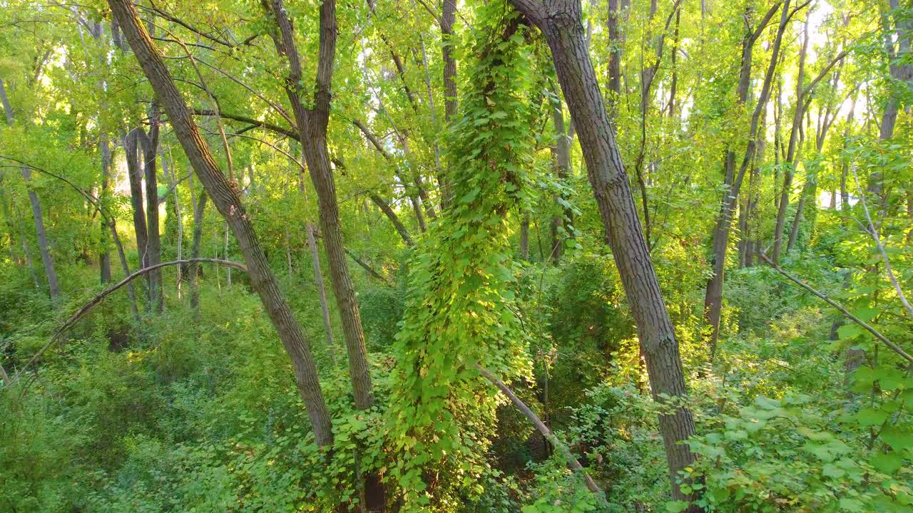 Forest Tree Covered in Vibrant Green Leaves and Moss, Slow Dolly In
