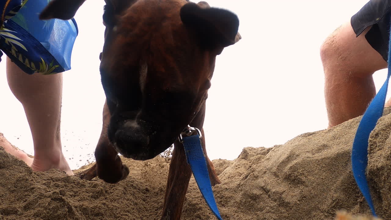 Boxer dog digging a hole at the beach with sand flying